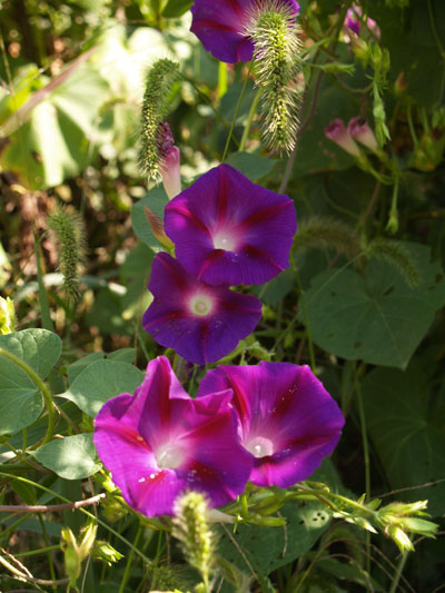 Morning glories